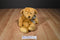 Ganz Linus the Tan Teddy Bear 2001 Beanbag Plush