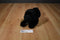 Russ Yomiko Black Labrador Beanbag Plush