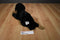 Russ Yomiko Black Labrador Beanbag Plush