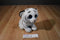 Ty Classic Tundra White Bengal Tiger 2015 Beanbag Plush