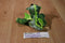 Scentsy Buddy Scout the Green Dragon Melon Scent Clip Plush(
