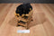 Walmart Black and Tan Rottweiler Puppy Dog Beanbag Plush