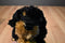 Walmart Black and Tan Rottweiler Puppy Dog Beanbag Plush