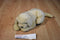 Kimberly-Clark Cottonelle Toilet Paper Yellow Lab Puppy Plush