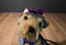 Poochie & Co. Beige and Gray Yorkshire Terrier in Purple Sequins Bag/Purse