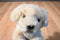 Aurora Yellow Lab Puppy Dog Beanbag Plush and Hardcover Book