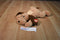 Ty Pillow Pals Woof the Brown Dog 1994 Plush