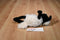 Shaun the Sheep Plush