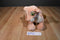 Disney World Lion King Nala Plush