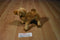 Douglas Lawrence Brown Dromedary Camel Beanbag Plush