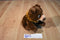 Disney Brother Bear Koda Beanbag Plush