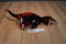 Toy Factory Jurassic World Red and Black Velociraptor Plush