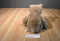 Aurora Humphrey Taupe Colored Bear 2019 Beanbag Plush