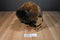 Wild Republic Minnesota Zoo Bison Buffalo 2012 Plush