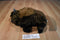 Wild Republic Minnesota Zoo Bison Buffalo 2012 Plush