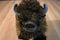 Wild Republic Minnesota Zoo Bison Buffalo 2012 Plush