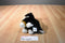 Fiesta Bernese Mountain Dog Puppy Plush