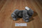 Aurora Gray and White Koala Bear Beanbag Plush