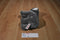 Aurora Gray and White Koala Bear Beanbag Plush