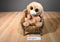 Ty Beanie Boos Tangerine Tan Monkey 2010 Beanbag Plush