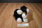 Sitting Bernese Mountain Dog Plush