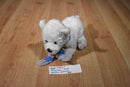 Maurice's White West Highland Terrier Beanbag Plush