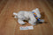 Maurice's White West Highland Terrier Beanbag Plush