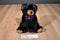 Ben Bridge Benny the Black Bear With Purple Bow 2015 Beanbag Plush