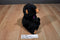 Ben Bridge Benny the Black Bear With Purple Bow 2015 Beanbag Plush