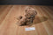 Russ Demetri Brown Bear Beanbag Plush