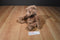 Russ Demetri Brown Bear Beanbag Plush