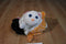 Jay At Play Pop Out Pets Cat 2015 Plush