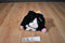 Jay At Play Pop Out Pets Cat 2015 Plush
