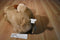 Disney Lady and The Tramp "Lady" Plush