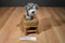 Battat Our Generation Schnauzer Pup Puppy Dog 2017 Plush