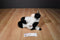Aurora Tubbie Wubbies Black and White Holstein Cow Beanbag Plush