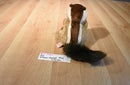 Russ Scampers the Chipmunk Beanbag Plush With an Acorn