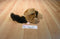 Russ Scampers the Chipmunk Beanbag Plush With an Acorn
