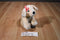 Victoria's Secret Lily the Yellow Lab 2002 Beanbag Plush
