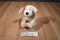 Victoria's Secret Lily the Yellow Lab 2002 Beanbag Plush