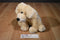 Best Made Toys Yellow Lab Labrador Puppy Dog Beanbag Plush