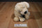 Best Made Toys Yellow Lab Labrador Puppy Dog Beanbag Plush