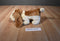 Ty Beanie Buddy 1998 and Baby 1997 Tracker Basset Hound Beanbag Plush