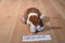 Ty Beanie Buddy 1998 and Baby 1997 Tracker Basset Hound Beanbag Plush