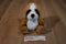 Steven Smith Saint Bernard Puppy Dog Plush