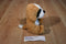 Steven Smith Saint Bernard Puppy Dog Plush