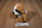 Steven Smith Saint Bernard Puppy Dog Plush