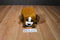 Nanco Pixel M8 Brown and White Dog Plush