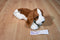 Aurora Flopsies Brown and White Basset Hound Beanbag Plush