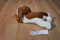 Aurora Flopsies Brown and White Basset Hound Beanbag Plush